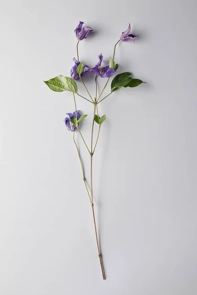 Top view of violet flowers on white background — Stock Photo