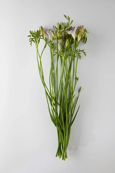 Top view of violet Freesia flowers on white background — Stock Photo