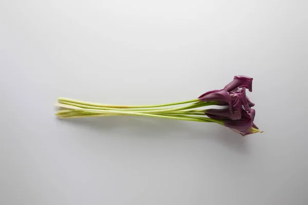 Draufsicht auf lila Calla-Blüten auf weißem Hintergrund — Stockfoto