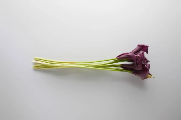 Vista dall'alto di fiori viola calla su sfondo bianco — Foto stock