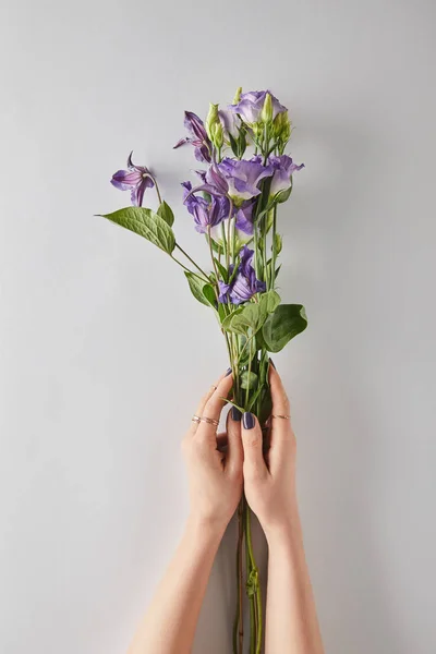 Vista recortada de la mujer sosteniendo flores violetas sobre fondo blanco - foto de stock