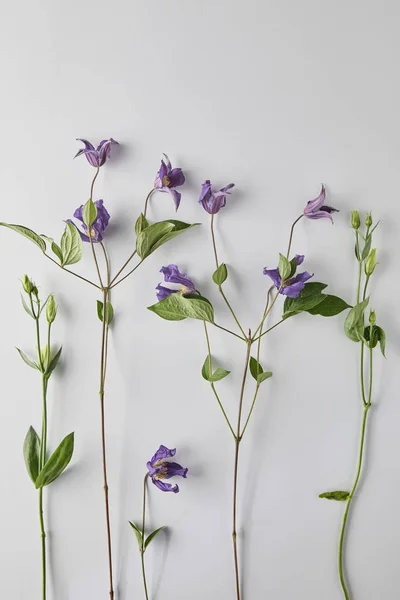 Draufsicht auf violette Blumen auf weißem Hintergrund — Stockfoto