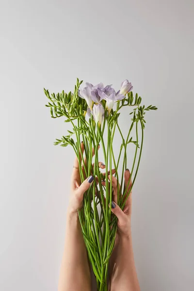 Vista recortada de la mujer sosteniendo flores de freesia violeta sobre fondo blanco - foto de stock