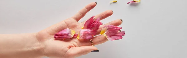 Cropped view of woman holding pink petals on white background, panoramic shot — Stock Photo
