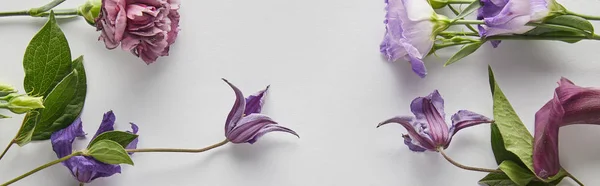 Vista dall'alto di fiori viola e viola su sfondo bianco, colpo panoramico — Foto stock