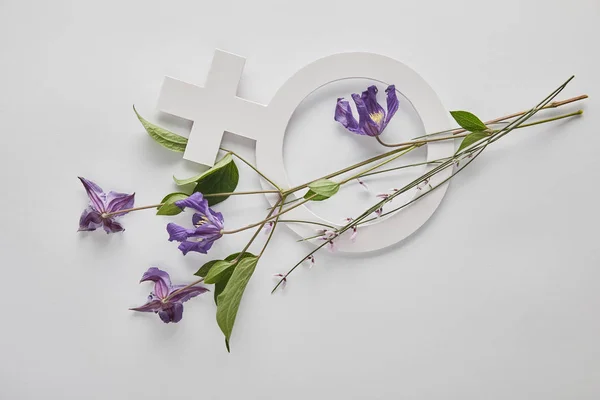 Top view of violet flowers and venus sign on white background — Stock Photo