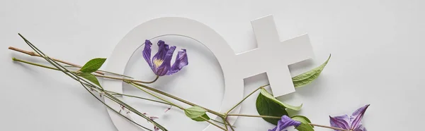 Top view of violet flowers and venus sign on white background, panoramic shot — Stock Photo