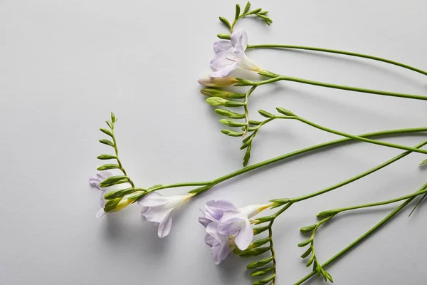 Vista dall'alto di fiori viola su sfondo bianco — Foto stock