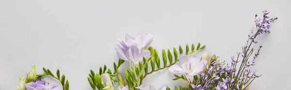 Vista superior de flores violetas e roxas sobre fundo branco, tiro panorâmico — Fotografia de Stock