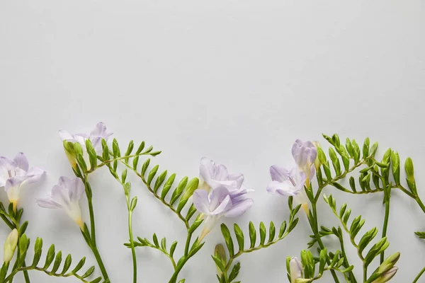 Top view of violet flowers on white background — Stock Photo