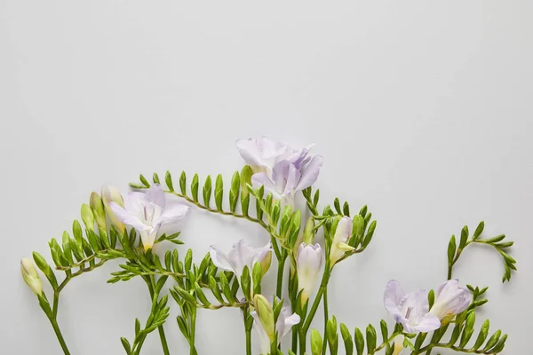 Vista dall'alto di fiori viola su sfondo bianco — Foto stock