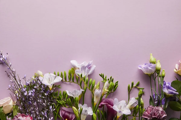 Вид зверху на красиві квіти на фіолетовому фоні — стокове фото