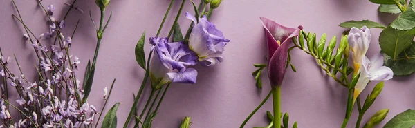 Vista dall'alto di bellissimi fiori su sfondo viola, colpo panoramico — Foto stock