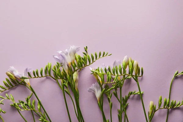 Вид зверху на красиві квіти на фіолетовому фоні з простором для копіювання — стокове фото