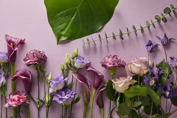 Верхний вид красивых цветов с зелеными листьями на фиолетовом фоне — стоковое фото
