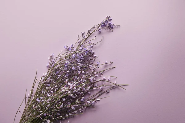 Вид зверху красивих диких квітів на фіолетовому фоні — стокове фото
