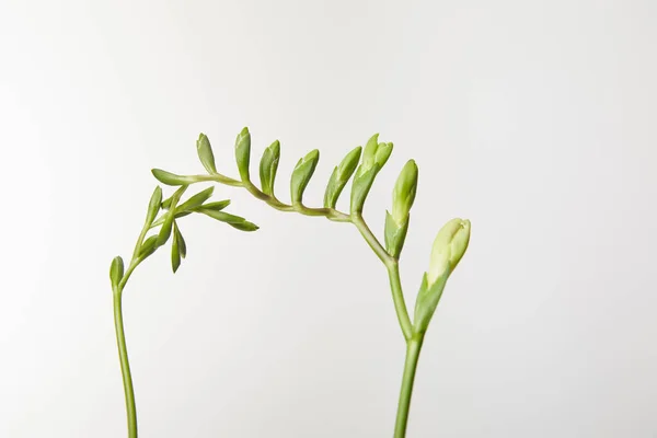 Grüne Knospen der Pflanze isoliert auf weiß — Stockfoto