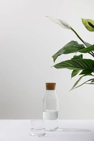 Glass and bottle of fresh water near green plant on white surface — Stock Photo