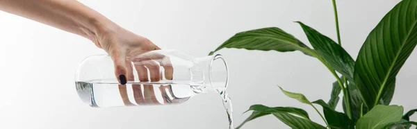 Обрізаний вид жінки, що ллє воду з пляшки поблизу зеленої рослини мирної лілії на білому тлі, панорамний знімок — стокове фото