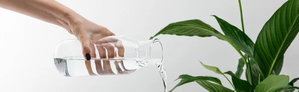 Vista recortada de la mujer que vierte el agua de la botella cerca de la planta verde del lirio de la paz sobre fondo blanco, tiro panorámico - foto de stock