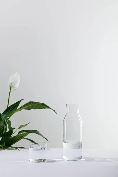 Glas und Flasche Süßwasser in der Nähe der grünen Friedenslilienpflanze auf weißer Oberfläche — Stockfoto