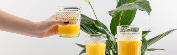 Vue recadrée d'une femme tenant un verre de délicieux smoothie jaune frais près d'une plante verte de lis de paix isolée sur une photo panoramique blanche — Photo de stock