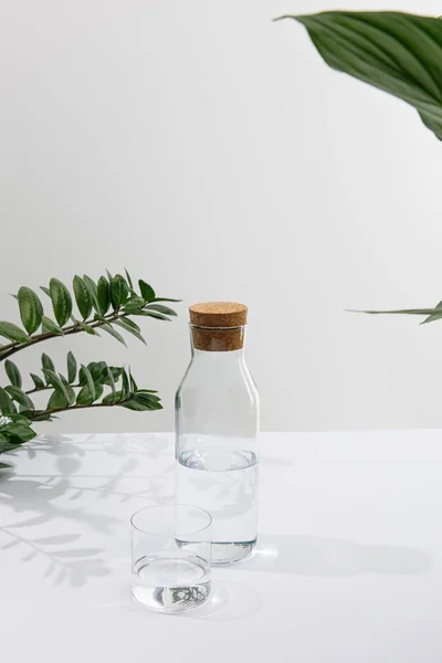 Glass and bottle of fresh water near green plants on white surface isolated on grey — Stock Photo
