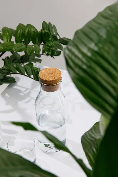 Selective focus of glass and bottle of fresh water near green plants on white surface isolated on grey — Stock Photo