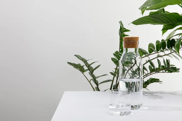 Vidrio y botella de agua dulce cerca de plantas verdes en superficie blanca aislada en gris - foto de stock