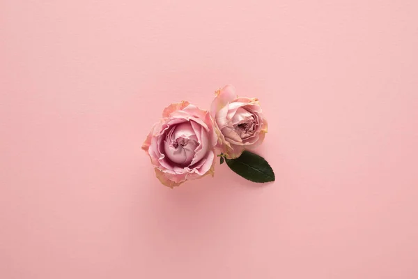 Top view of blooming spring flowers on pink background — Stock Photo