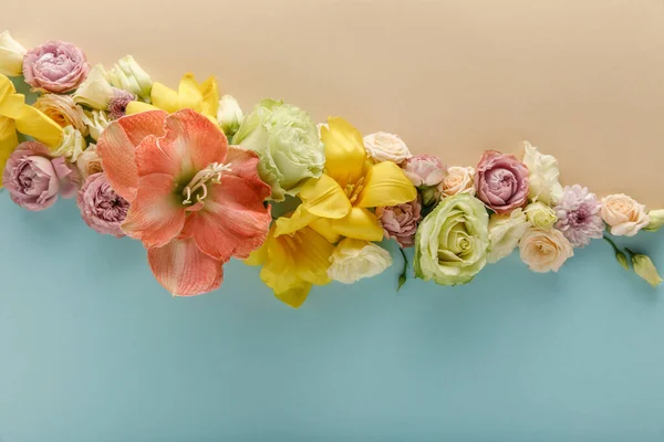 Vue de dessus des fleurs de printemps sur fond beige et bleu — Photo de stock