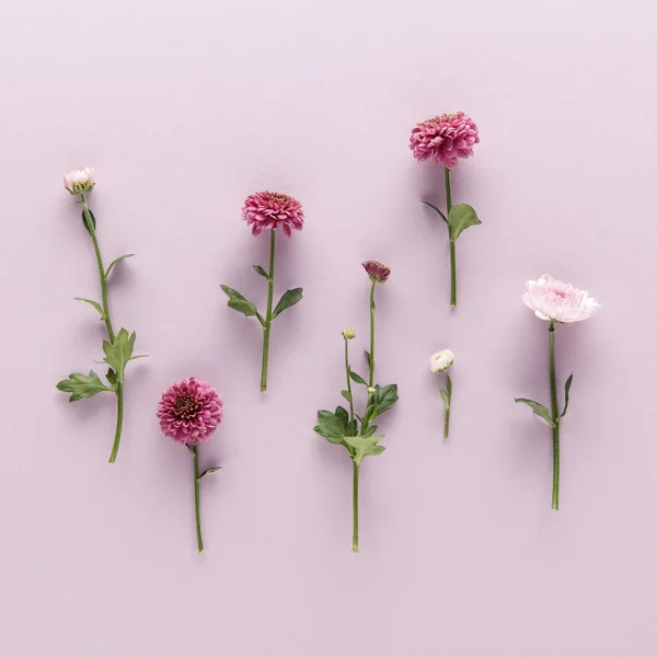 Flat lay com flor primavera crisântemos no fundo violeta — Fotografia de Stock