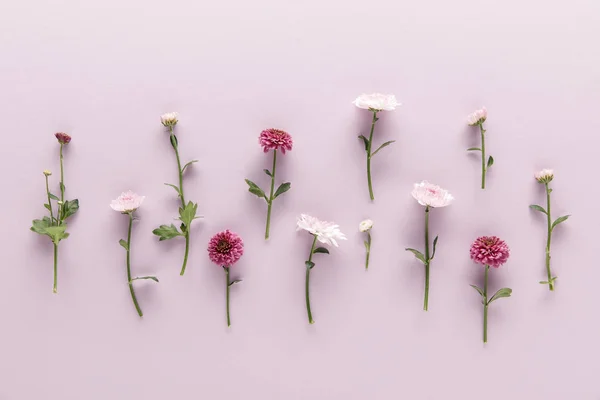 Posa piatta con crisantemi primaverili fioriti su sfondo viola — Foto stock