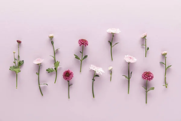 Flat lay com flor primavera crisântemos no fundo violeta — Fotografia de Stock