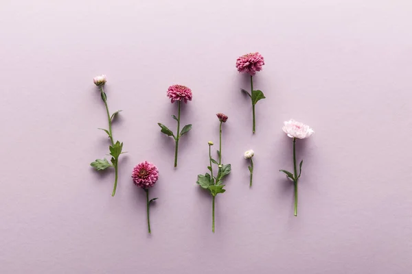 Flat lay com flor primavera crisântemos no fundo violeta — Fotografia de Stock