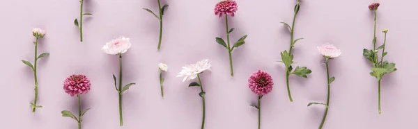 Posa piatta con fioritura primavera crisantemi su sfondo viola, colpo panoramico — Foto stock