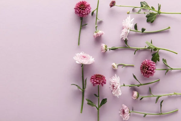 Flat lay com flor primavera crisântemos no fundo violeta — Fotografia de Stock