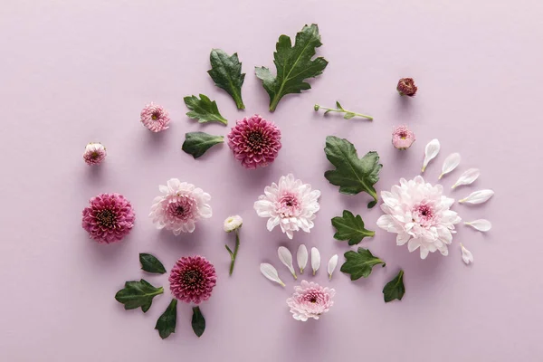 Vista dall'alto dei crisantemi primaverili fioriti con foglie e petali su sfondo viola — Foto stock