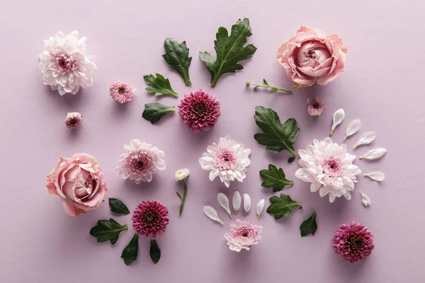 Vista superior da primavera florescente Crisântemos e rosas com folhas e pétalas em fundo violeta — Fotografia de Stock