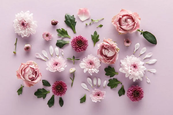 Vista superior da primavera florescente Crisântemos e rosas com folhas e pétalas em fundo violeta — Fotografia de Stock