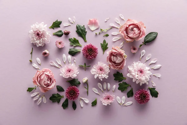 Vista superior de la primavera en flor Crisantemos y rosas con hojas y pétalos sobre fondo violeta - foto de stock