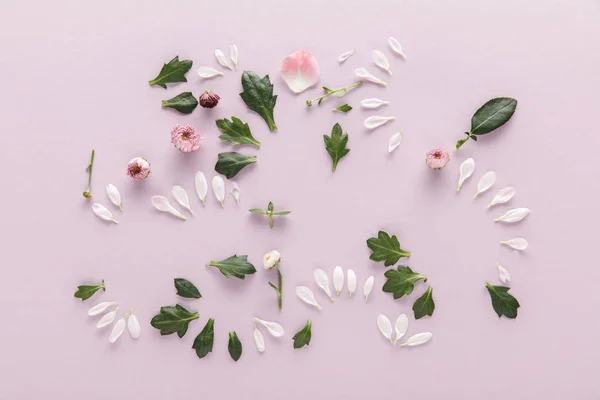 Vue du dessus du printemps fleuri Chrysanthème pétales et feuilles sur fond violet — Photo de stock