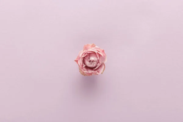 Top view of blooming pink rose on violet background — Stock Photo