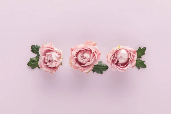 Top view of blooming pink roses with leaves on violet background — Stock Photo