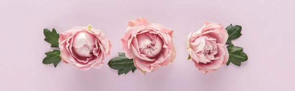 Top view of blooming pink roses with leaves on violet background, panoramic shot — Stock Photo