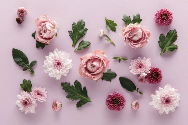 Top view of blooming spring Chrysanthemums and roses with leaves on violet background — Stock Photo