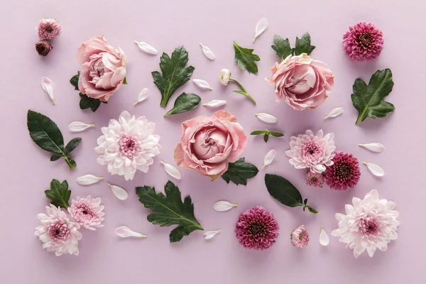 Vista superior da primavera florescente Crisântemos e rosas com folhas e pétalas em fundo violeta — Fotografia de Stock