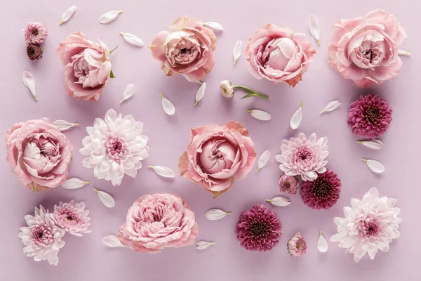 Vista dall'alto di fioritura primavera crisantemi e rose con petali su sfondo viola — Foto stock