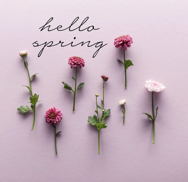 Piso con flores primavera crisantemos sobre fondo violeta, hola ilustración primavera - foto de stock
