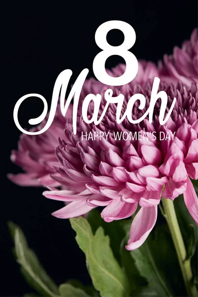 Vue rapprochée de la fleur de chrysanthème pourpre isolée sur noir, illustration 8 mars — Photo de stock